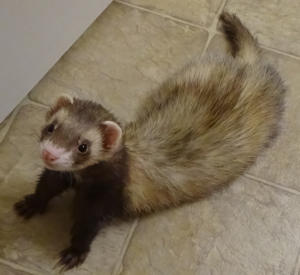 Harpo the ferret with his shortened tail